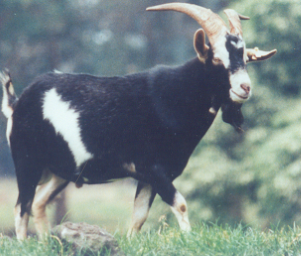 black goat standing in grass